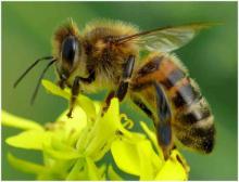 Pszczoła  i informatyka